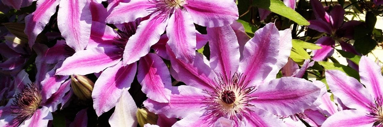 Amelia Balsillie banner