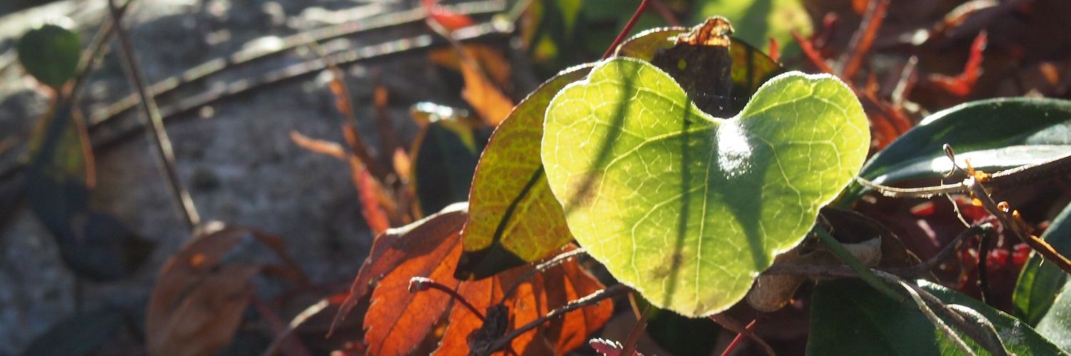 ミツ*💫調整屋さん banner