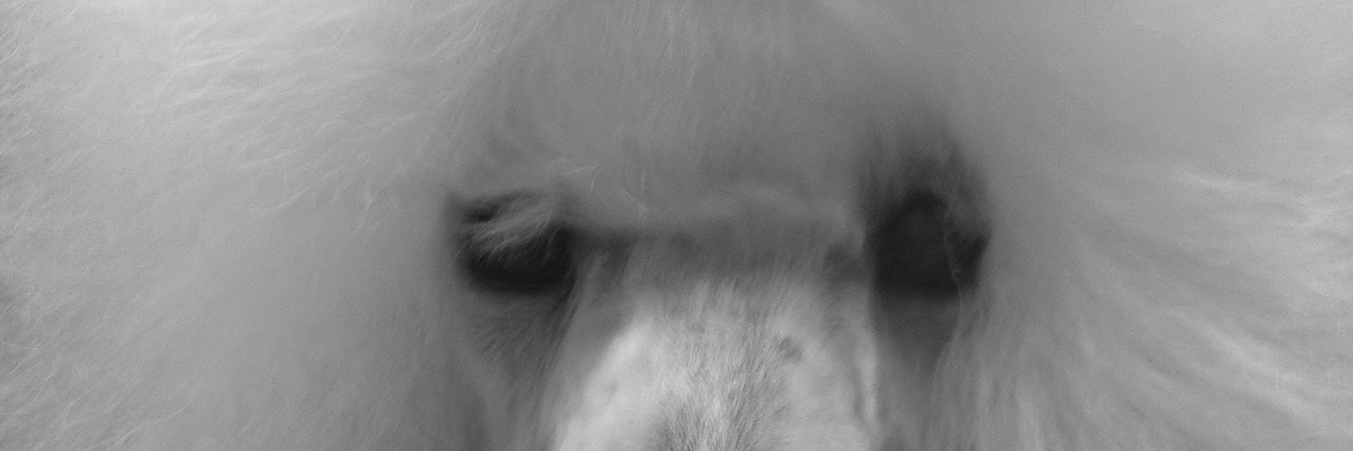Dogs_of_Pride's profile banner image