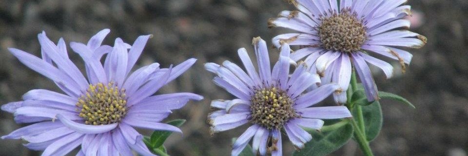 writeintowings's profile banner image