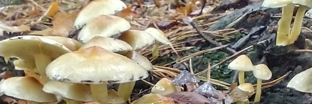 Rufi van Rooij 🌈🏳️‍🌈 banner