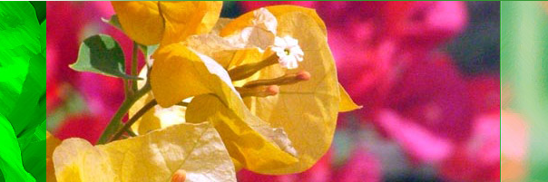 KeysGateFLA's profile banner image