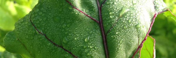 silenieks Profile Banner