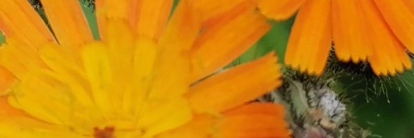 Tropdoignons Profile Banner