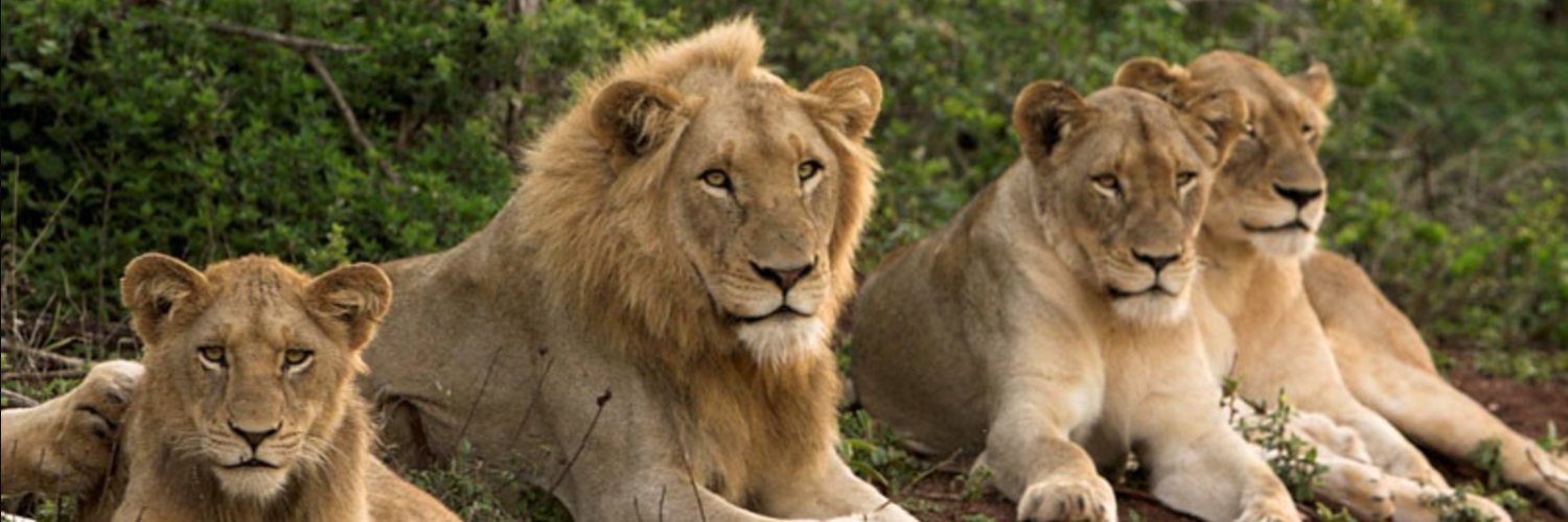 Church of Chaotic Good banner