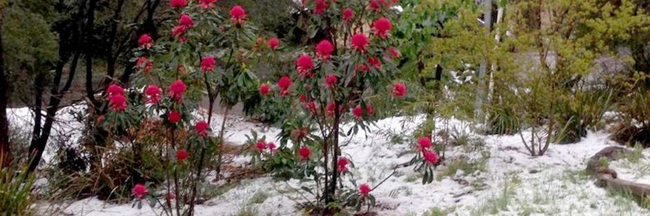 Rod Quinn JP. banner