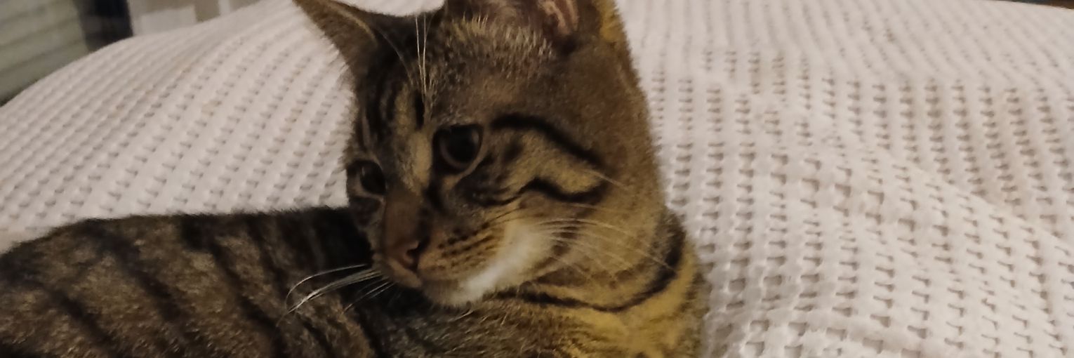 bvsantenmeester's profile banner image