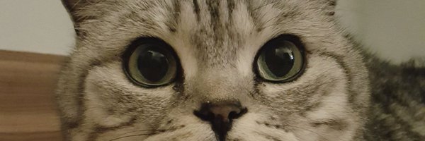 anzhats Profile Banner