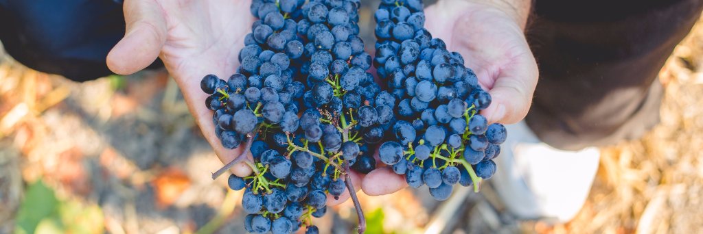 DeTierraWine's profile banner image