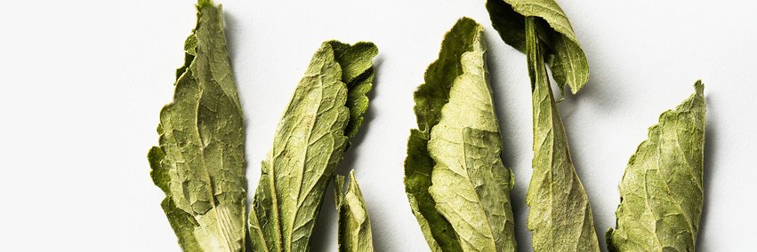 MayanStevia's profile banner image