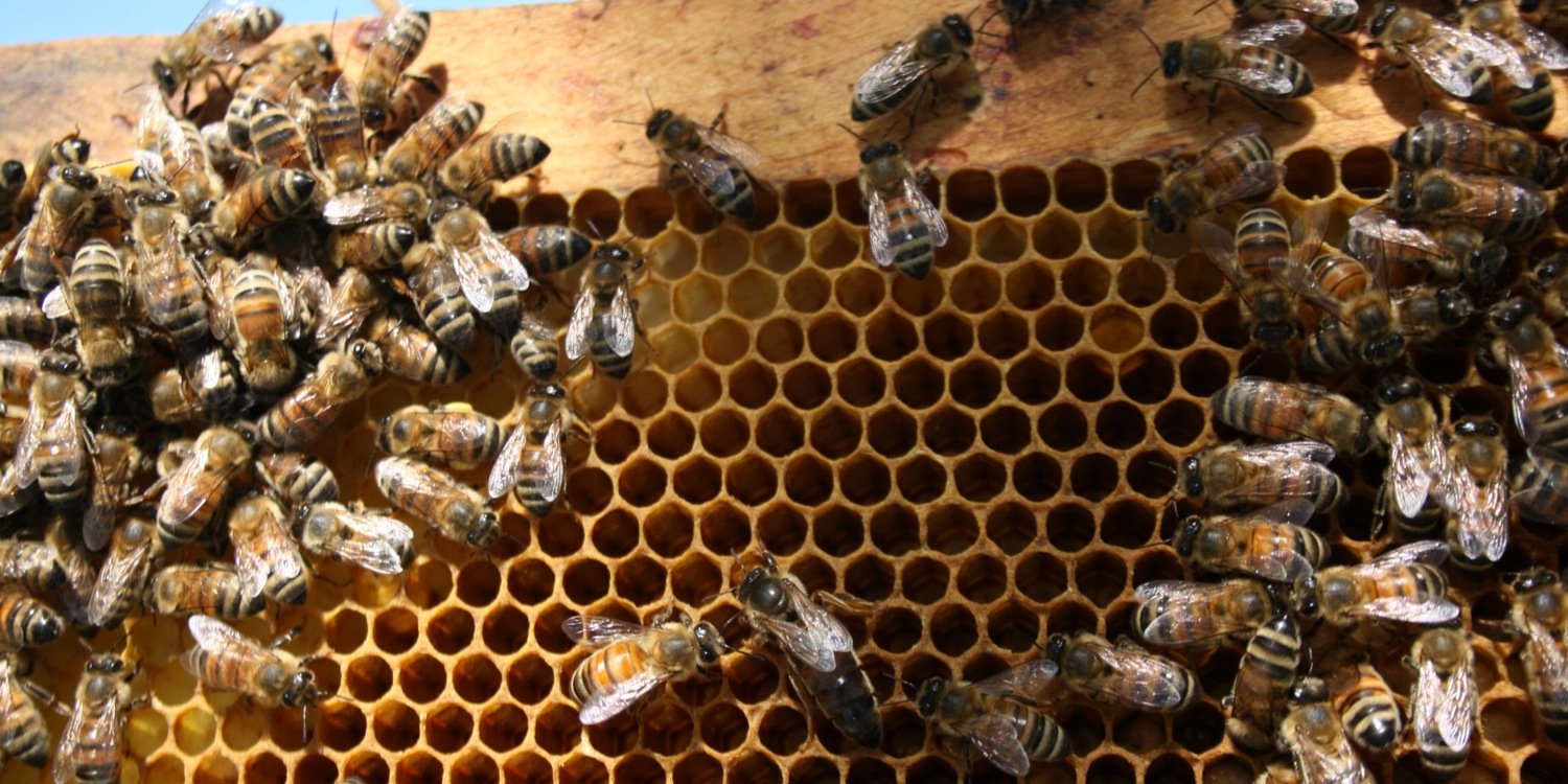 Beeproject Apiaries banner