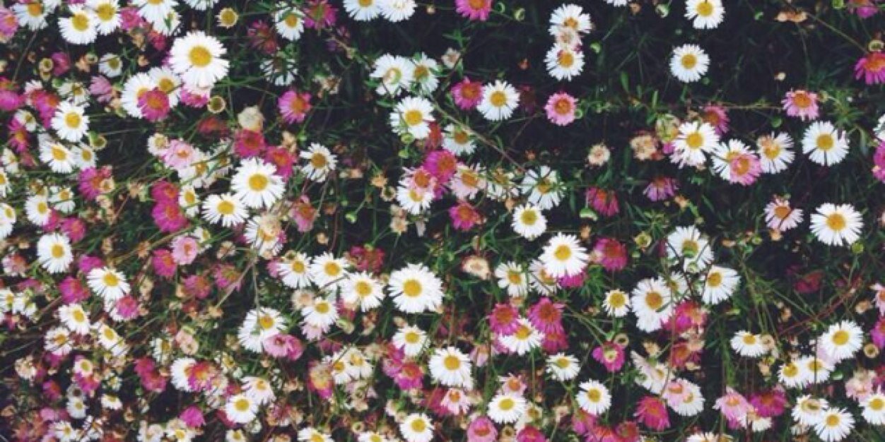 chloewarner14's profile banner image