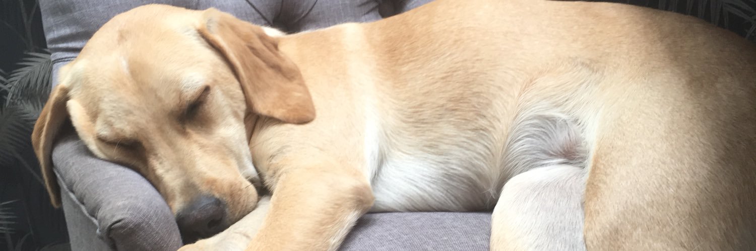 millyjacksonn's profile banner image