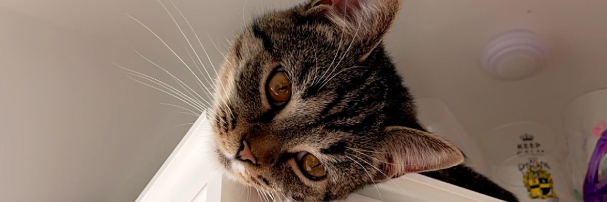 bbyyleopard's profile banner image
