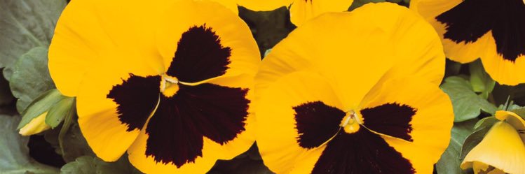 ksyvers's profile banner image