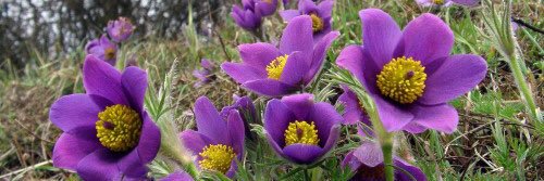 Chelsea Kilimnik banner