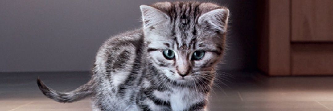 Jowriels's profile banner image