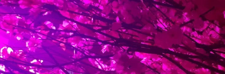 daenexx's profile banner image