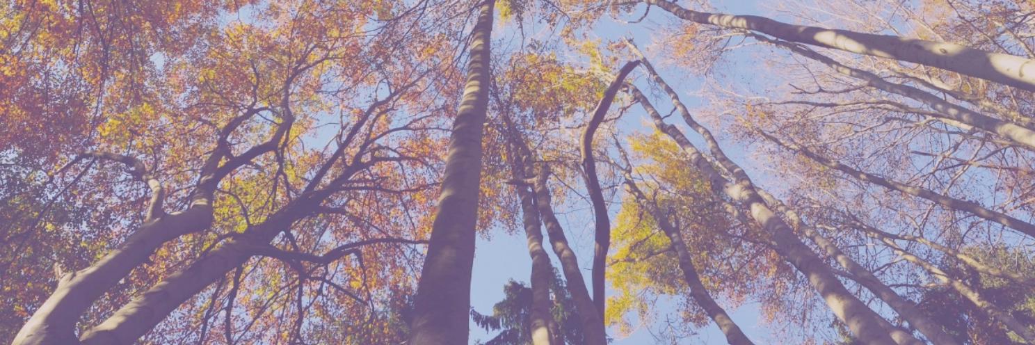 dnelsonisaacs's profile banner image