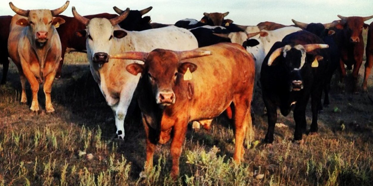 CerviRodeo's profile banner image