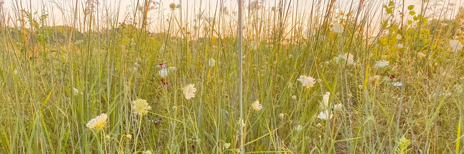 engsrf's profile banner image