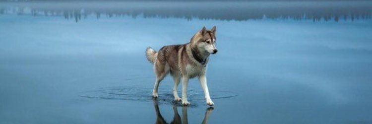 Michael McFarlane banner