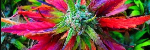 Eat Ezekiel Cannabis Leaf🍃then God Heals Nations banner