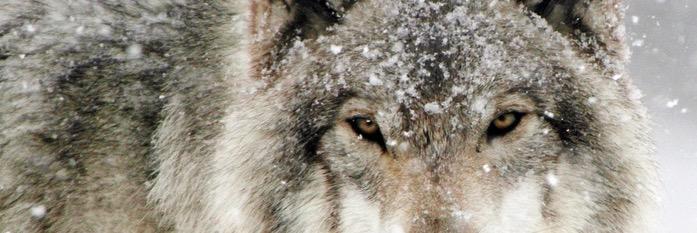 ALOokami's profile banner image