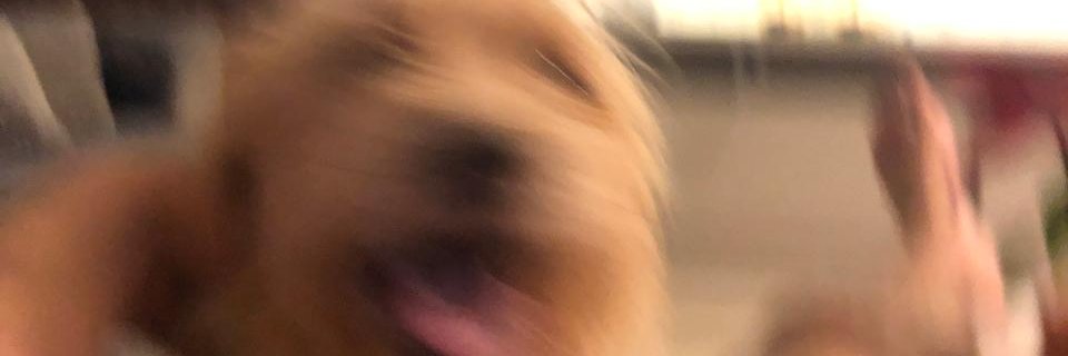 Gustavo 🇦🇹 banner