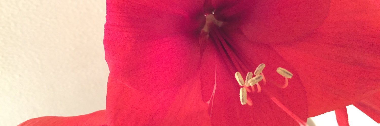 Jules Callaghan banner