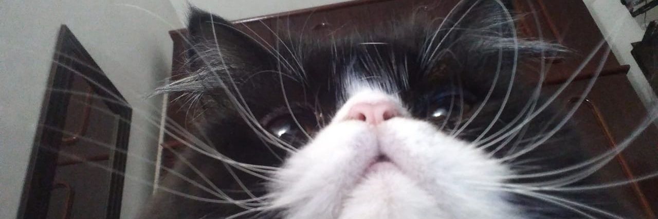 luuizapc's profile banner image