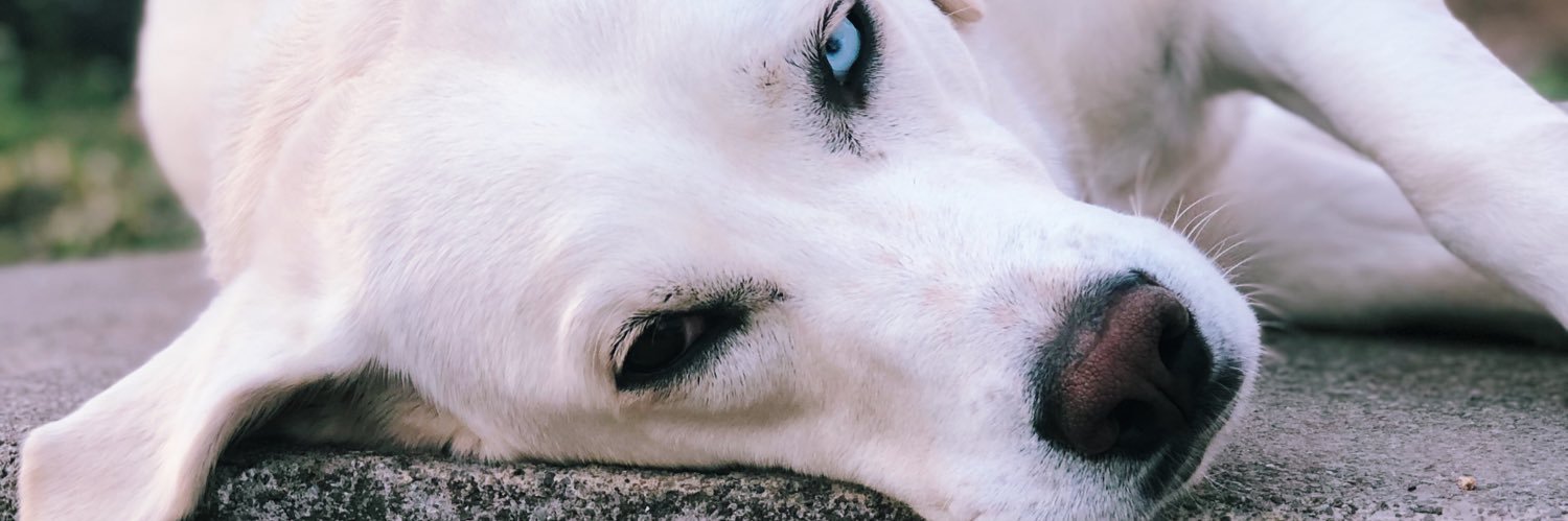 ThatKidHS's profile banner image