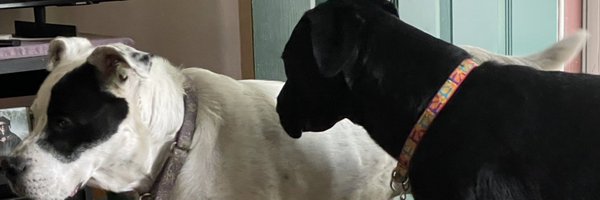 ShelStallsmith Profile Banner