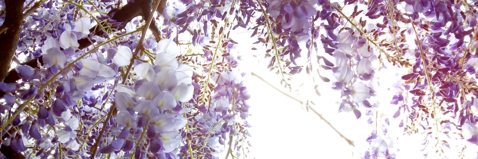 AGoldenberg's profile banner image