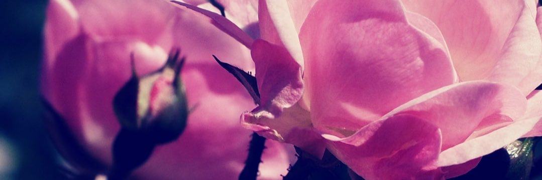 Stephanie Best banner