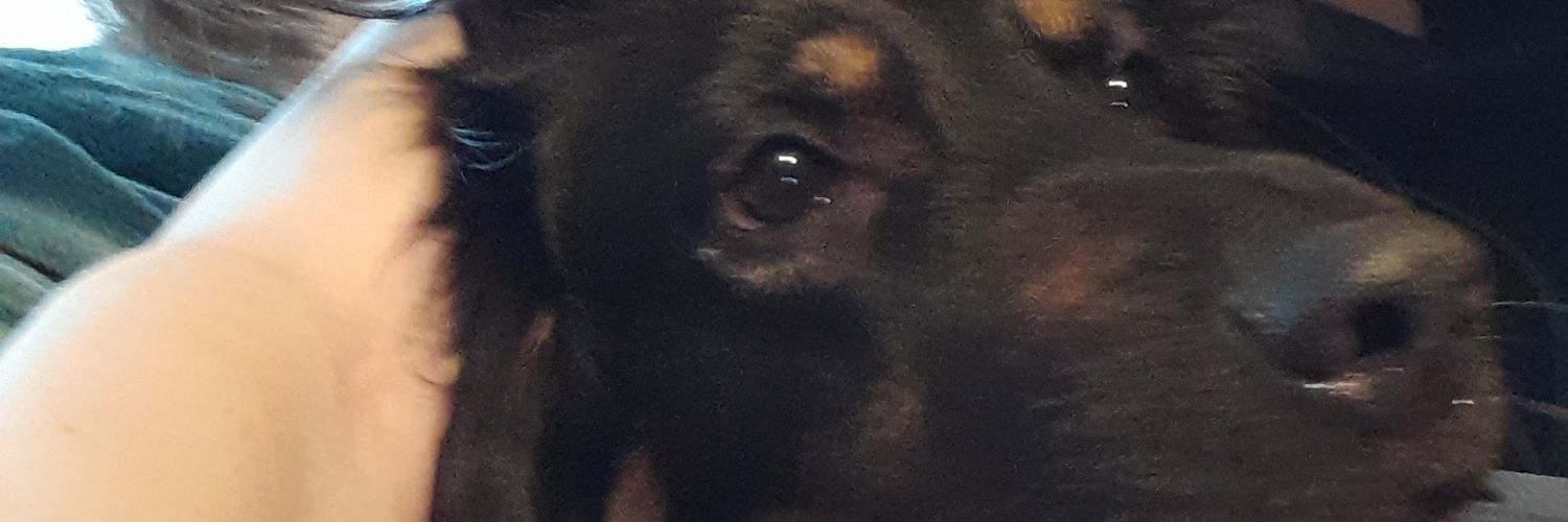 Haveuseenmybear's profile banner image