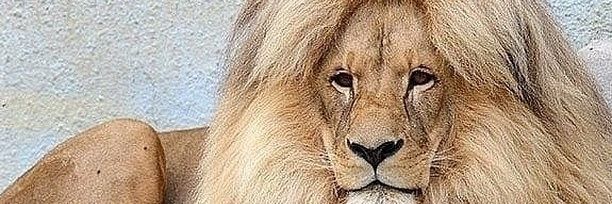 VenomPatton's profile banner image