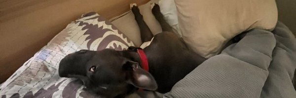 dcalacci Profile Banner