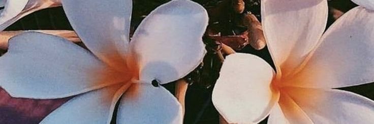 Noella_Bella's profile banner image