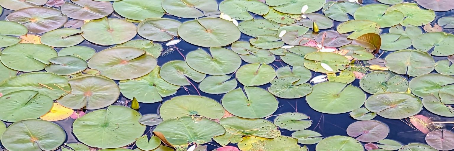 Jessiedays 🌼 banner