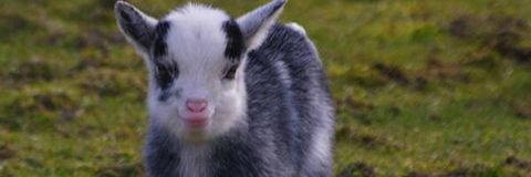 PeterPratti's profile banner image