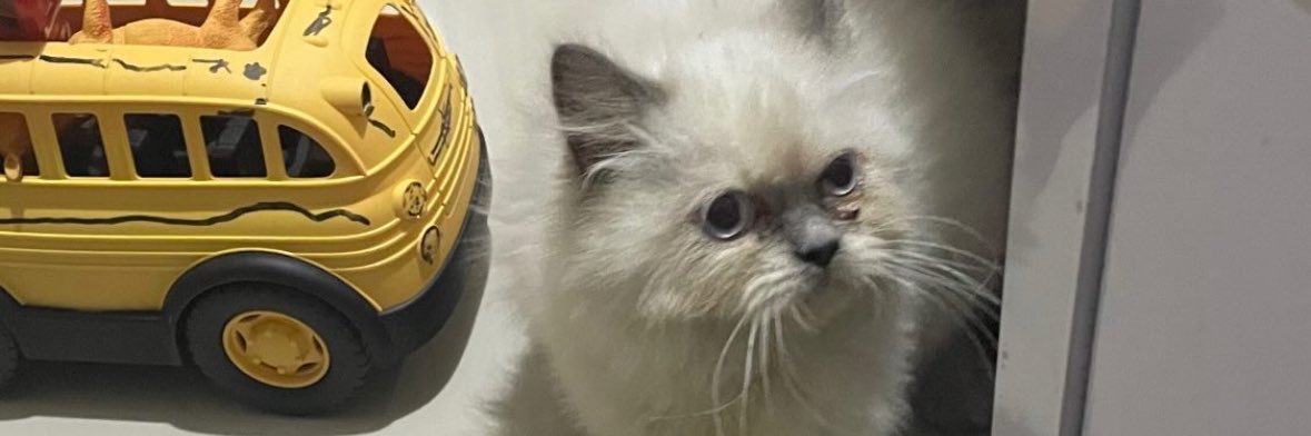 gingk0's profile banner image