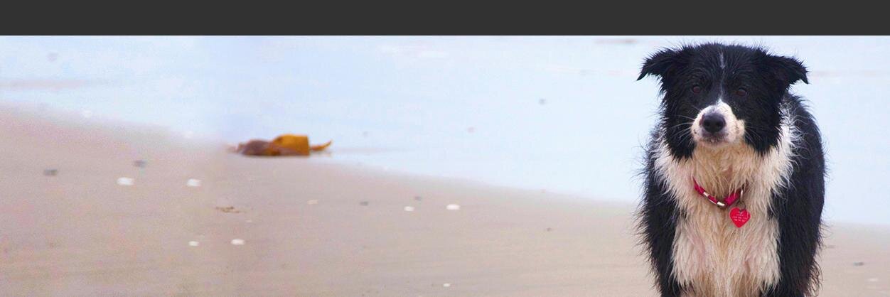 DanielaDiMase's profile banner image