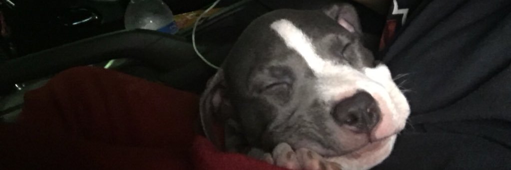 TheBullsQueen's profile banner image