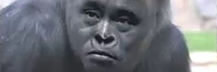 CoryKiryu's profile banner image