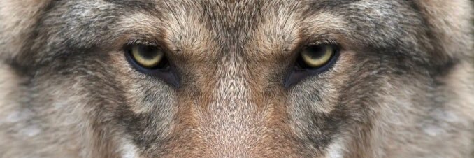 MichelleWulf's profile banner image