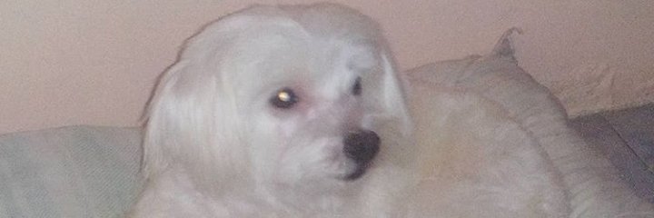 richardsilvera2's profile banner image