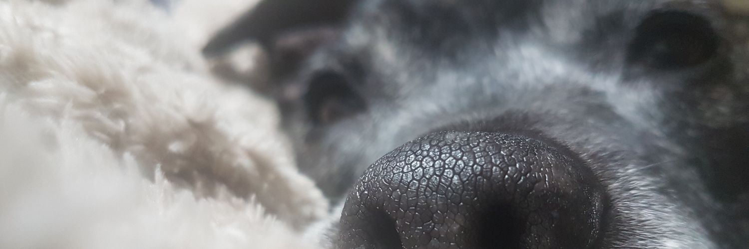 traceymore's profile banner image