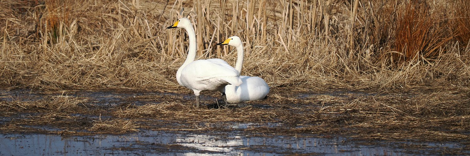 Kari Heinilä banner