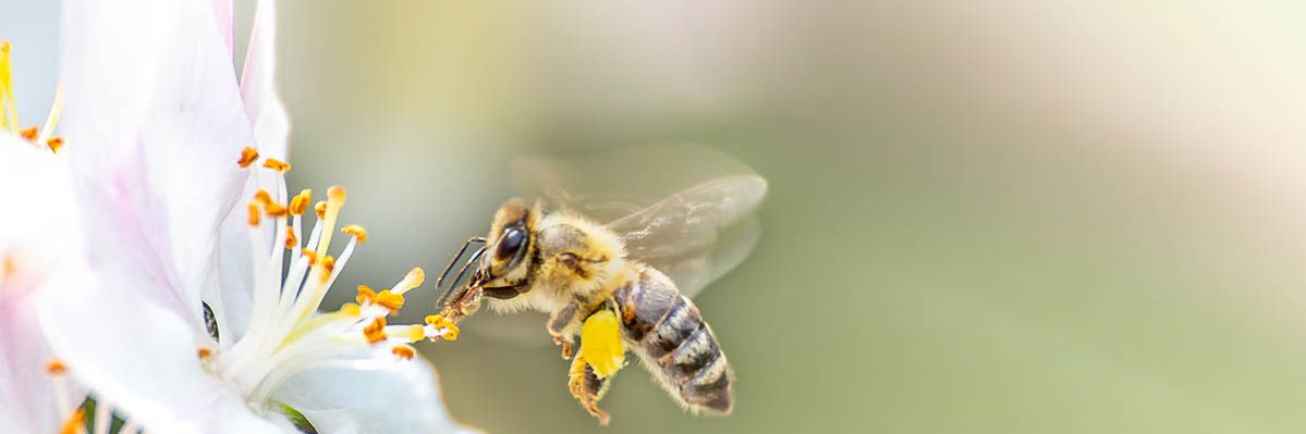 Silvi_etta banner